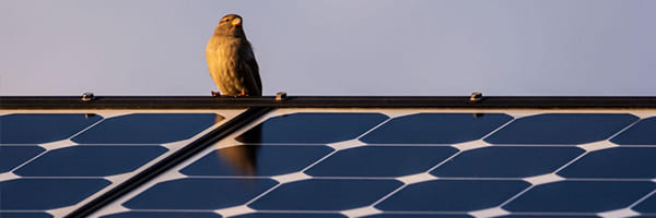 Solar Panels and Birds – FAQ