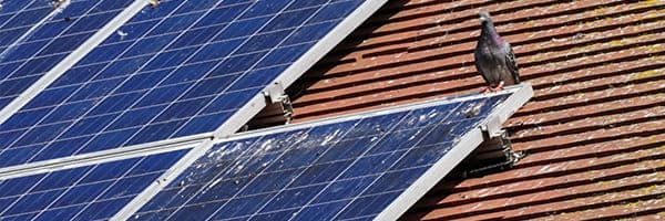 5 Tips to Keep Pigeons Away From Your Solar Panels